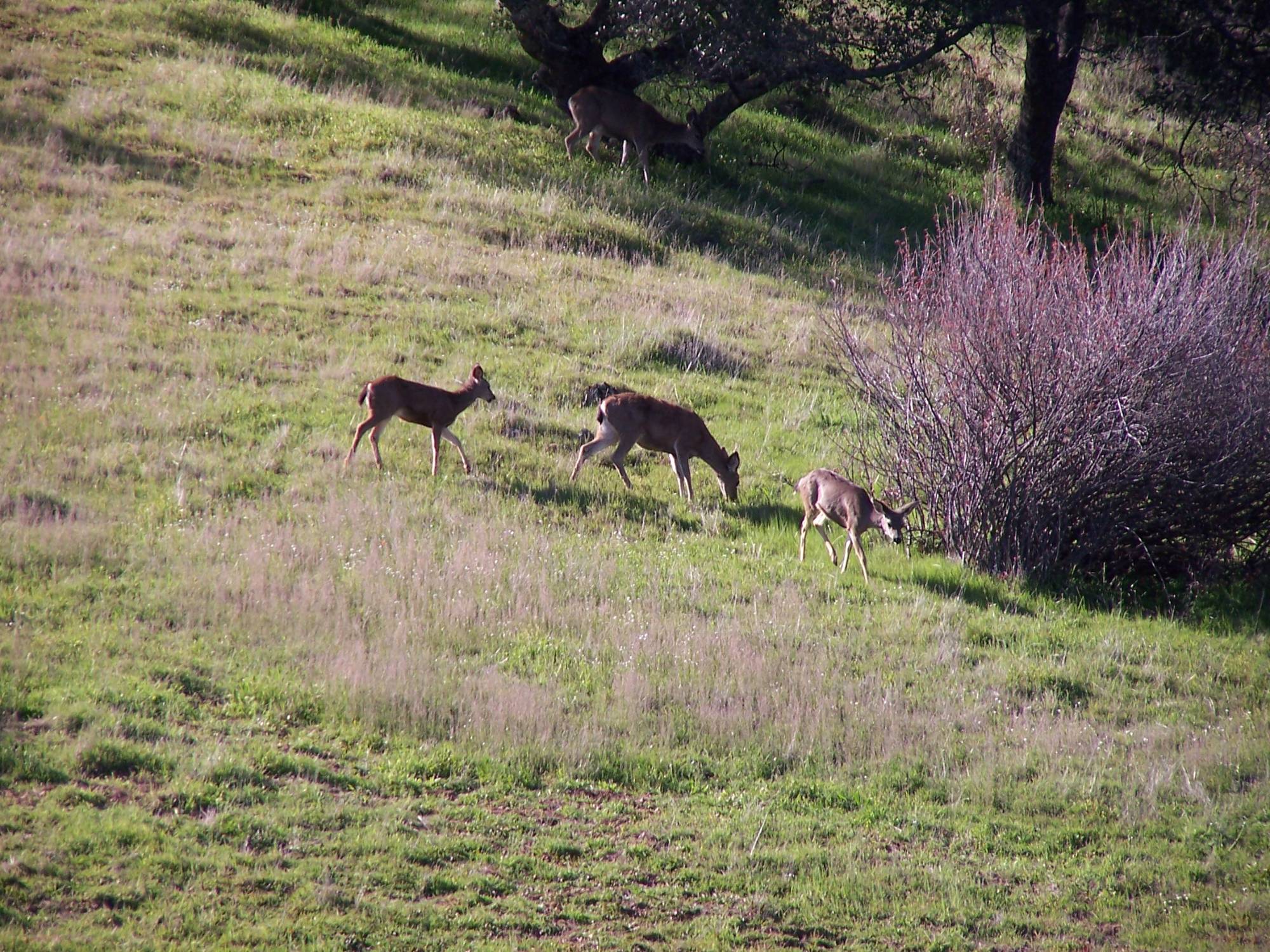 Deer@Pardee