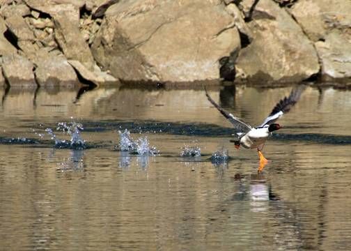 Common Merganser@Pardee