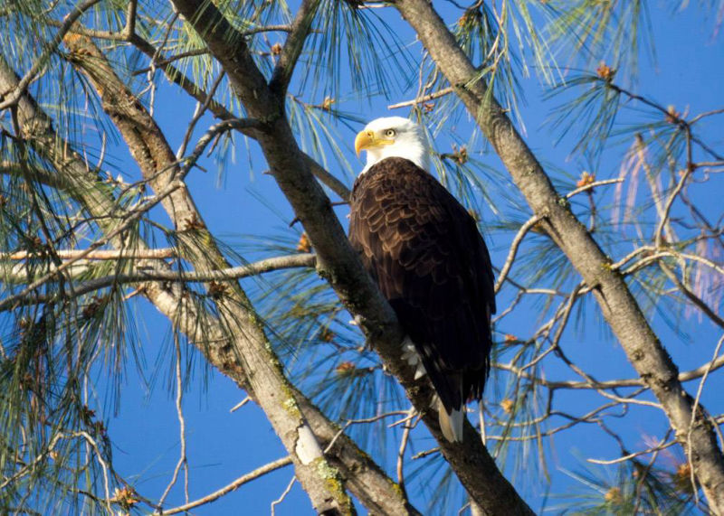 Bald Eagle@Pardee