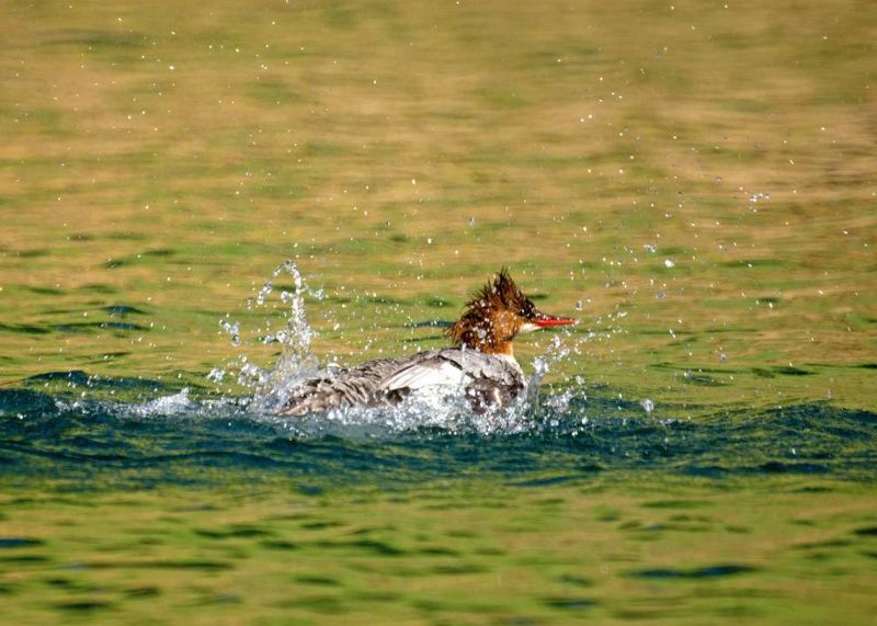 Common Merganser@Pardee