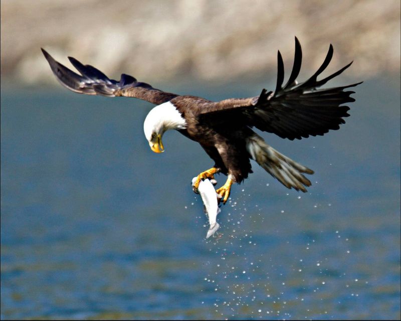 Bald Eagle w/Kokanee@Pardee