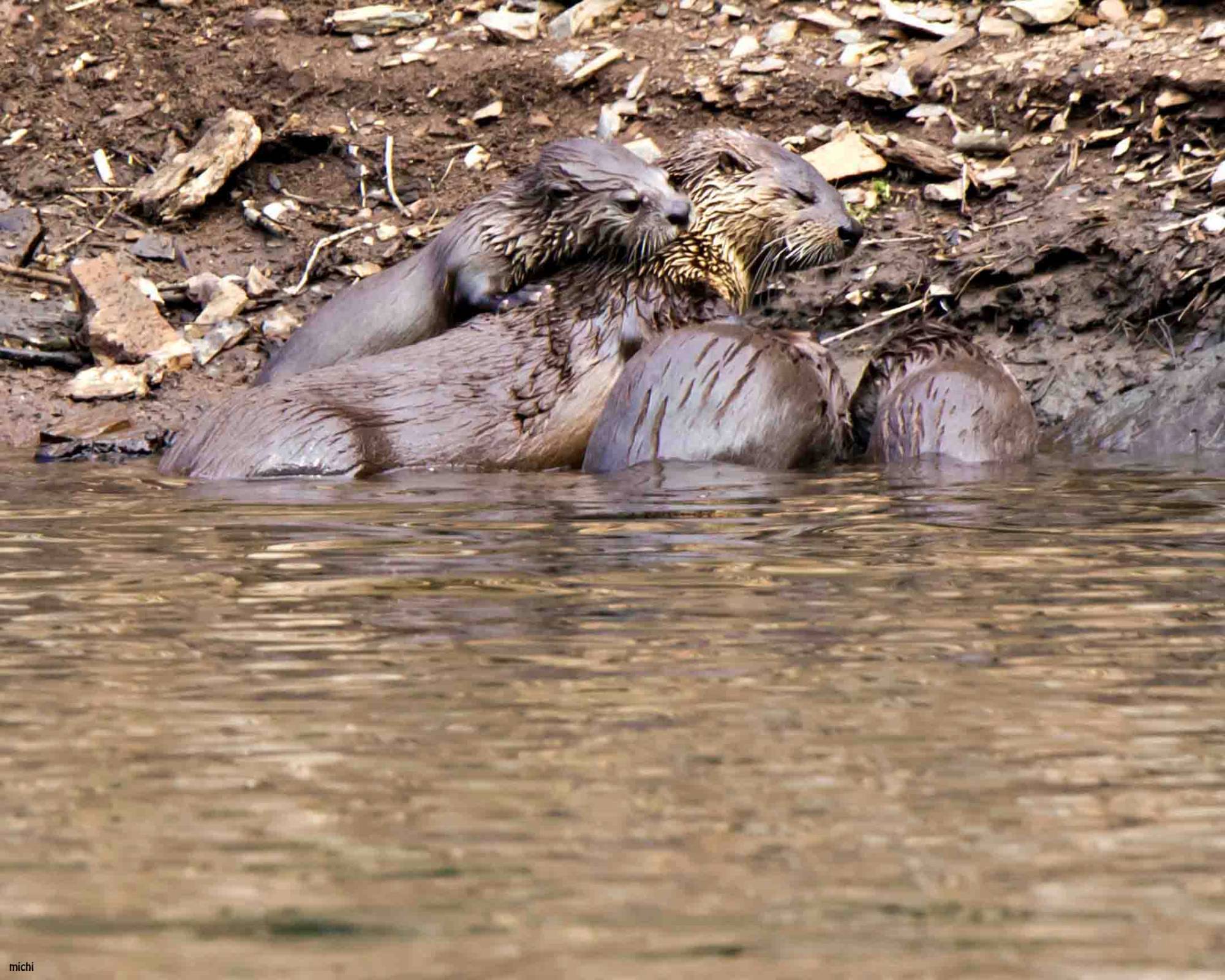 Otters@Pardee