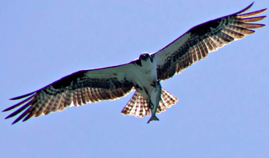 Osprey w/Kokanee@Pardee