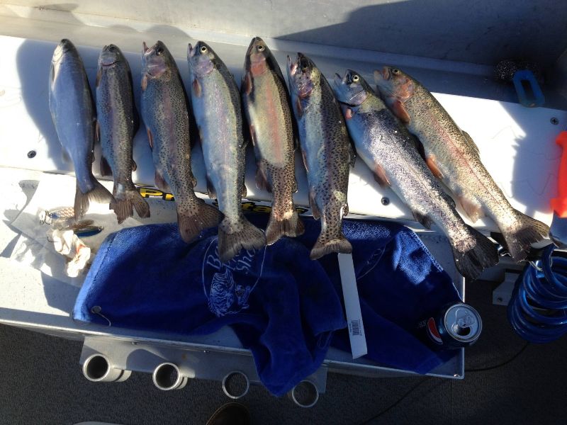 Trout@Melones