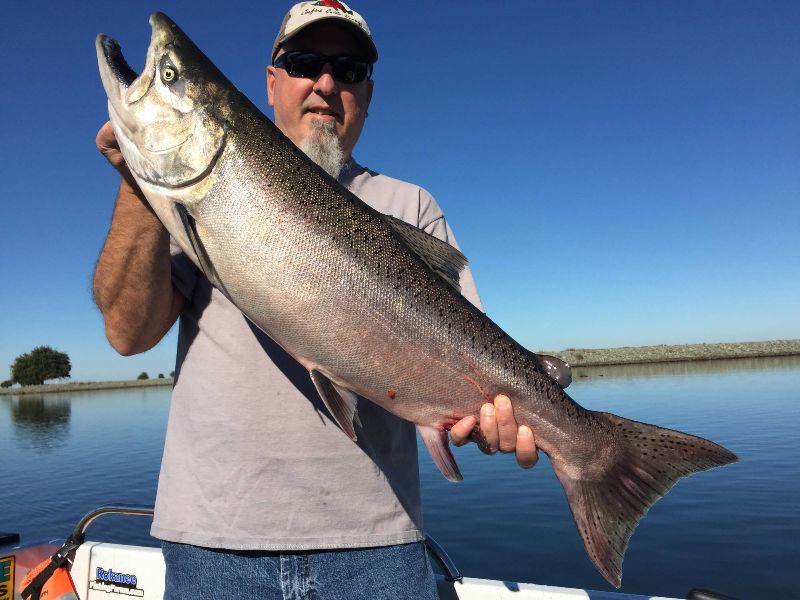 Salmon@Sacramento/SanJoaquin Delta