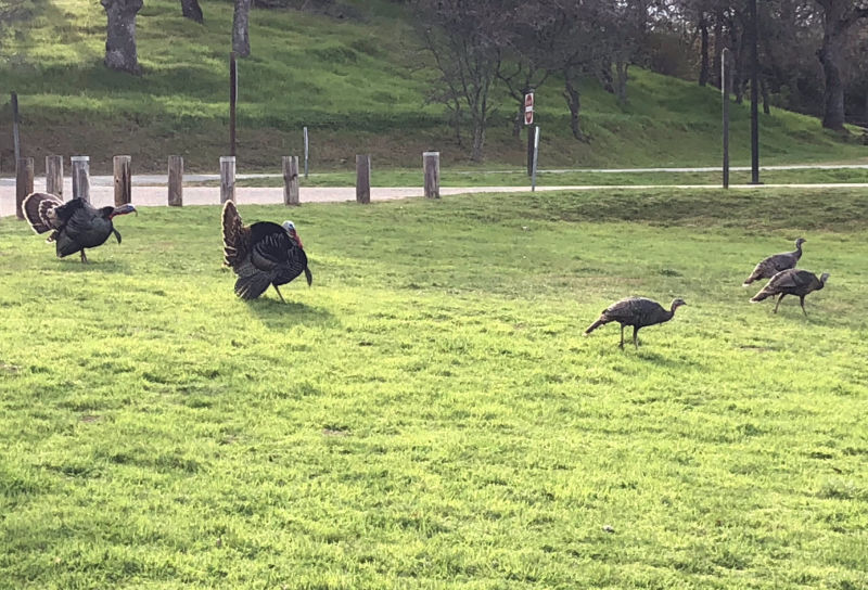 Pardee Lake Turkey's