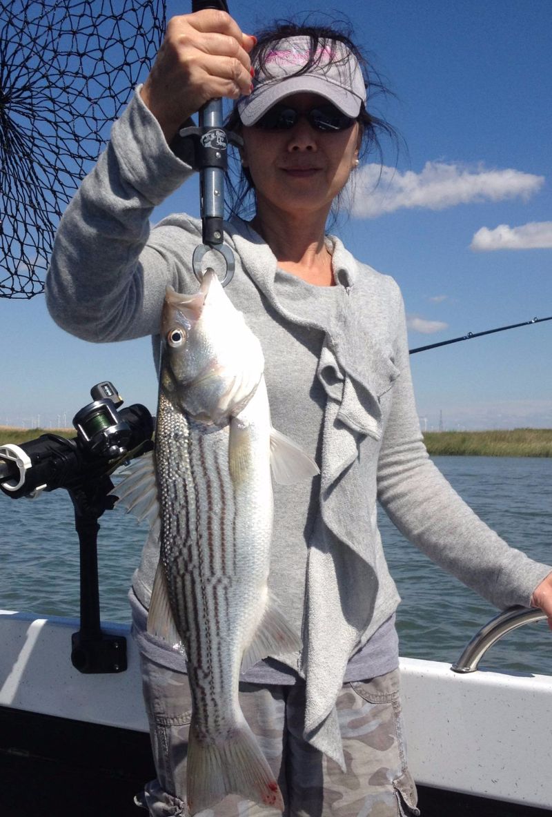 Striper@Sacramento/SanJoaquin Delta